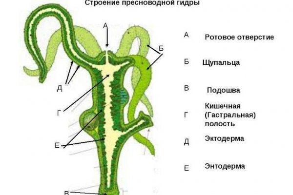 Кракен действующая ссылка